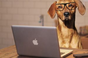dog-using-laptop-computer-public-domain-pictures-20161025085850658